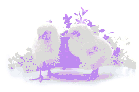 Dwa kurczaki z kwiatuszkami